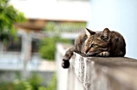 Сколько живут домашние и уличные коты, какие породы живут дольше всего
