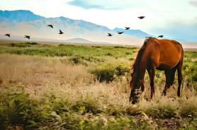 Между Хорезмом и Ордой: Культурная эволюция Дешт-и-Кыпчака в эпоху империй