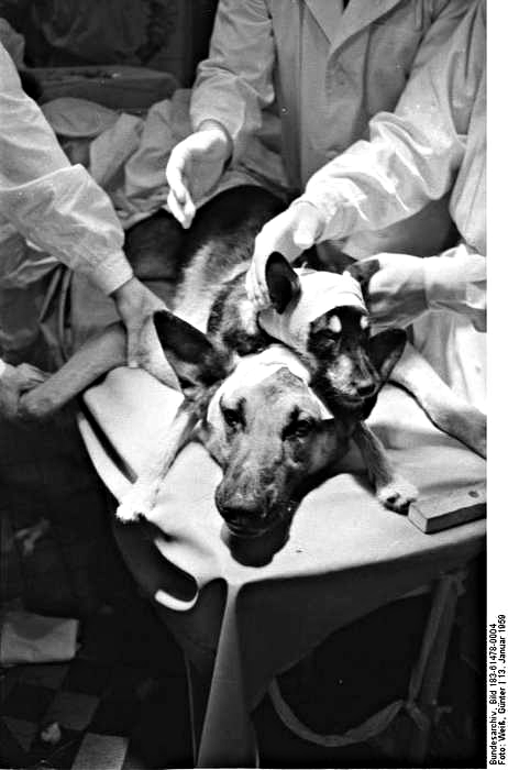 Двухголовые собаки во славу трансплантологии