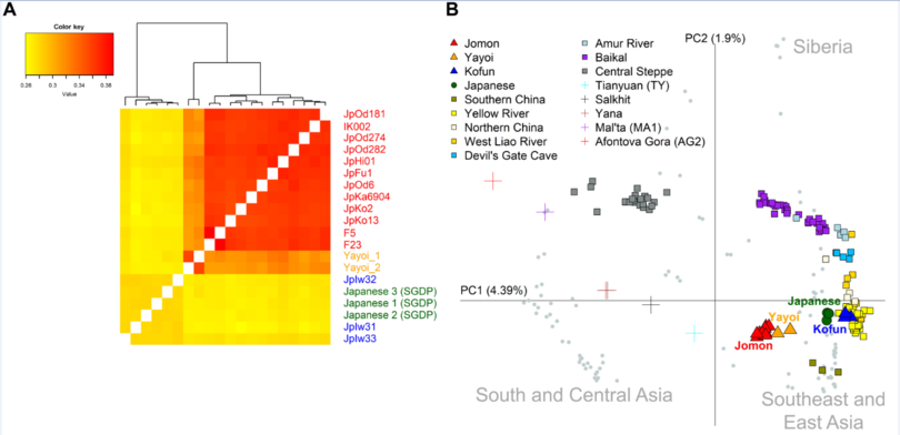 Генетики выяснили вклад древних китайцев в ДНК современных японцев