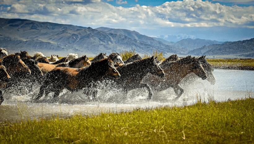 Могут ли монгольские народы быть вегетарианцами? Секрет выносливости и силы былых кочевников