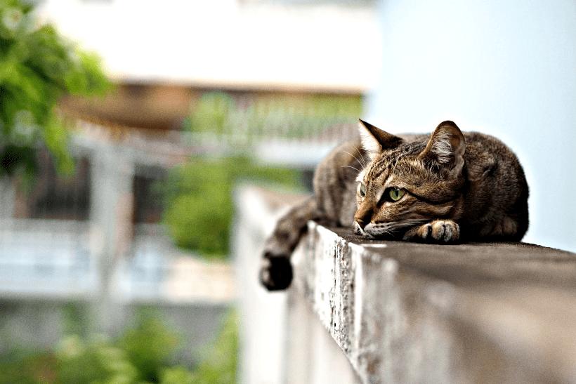 Сколько живут домашние и уличные коты, какие породы живут дольше всего |  Золотая Орда — интернет-журнал
