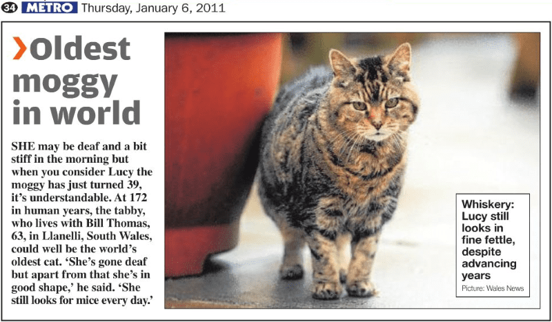 Сколько живут домашние и уличные коты, какие породы живут дольше всего |  Золотая Орда — интернет-журнал
