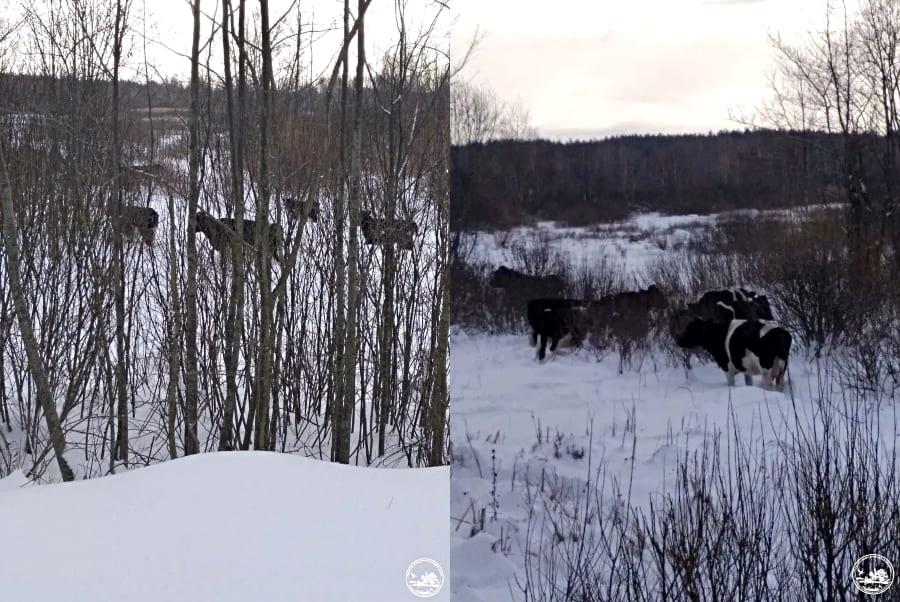 В Чернобыле появились дикие коровы: хищники обходят их стороной
