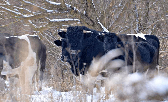 В Чернобыле появились дикие коровы: хищники обходят их стороной