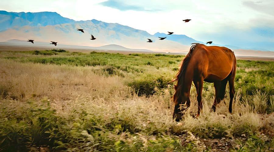 Между Хорезмом и Ордой: Культурная эволюция Дешт-и-Кыпчака в эпоху империй
