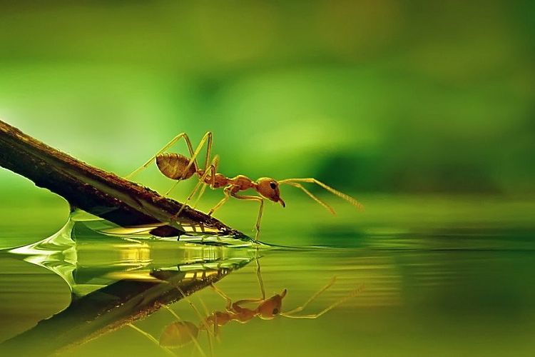 Сознание у насекомых и природа Будды