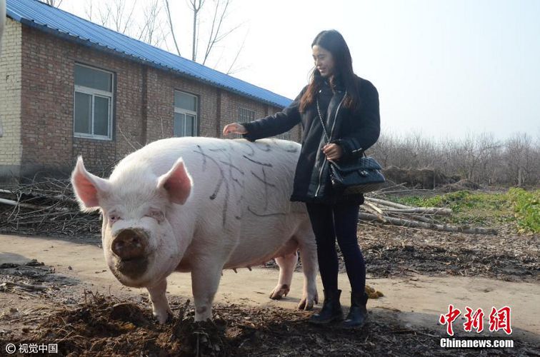 В Китае начали разводить гигантских свиней тяжелее белых медведей