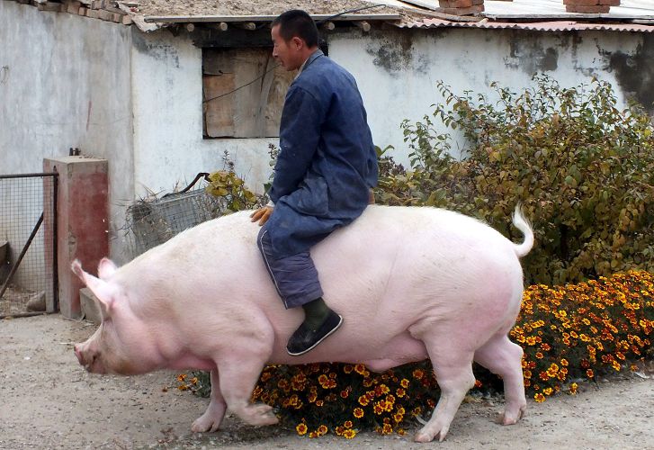 В Китае начали разводить гигантских свиней тяжелее белых медведей