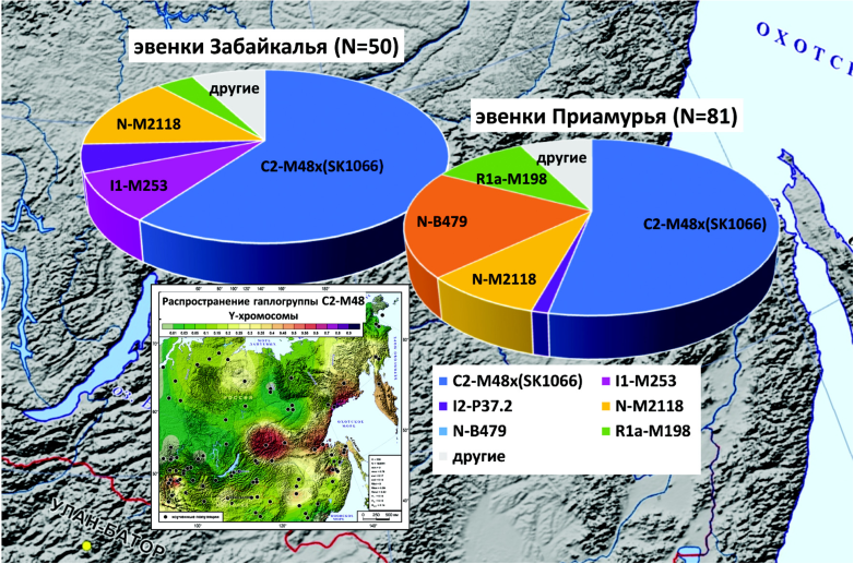 Насколько эвенки генетически близки якутам, бурятам, монголам и др. народам Южной Сибири