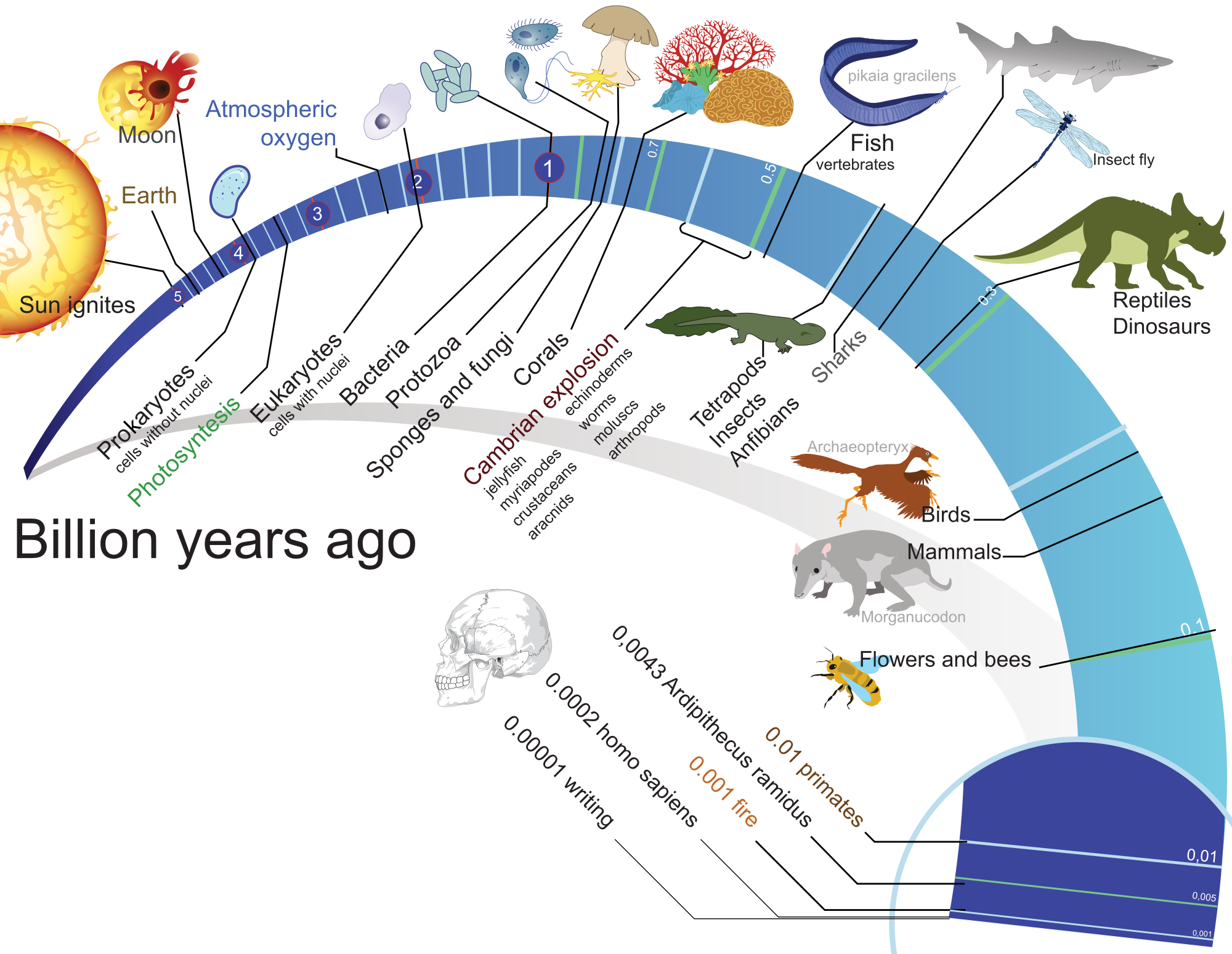 Эволюция человека временная шкала. Эволюция жизни на земле. Шкала развития жизни на земле. Временная шкала истории земли.