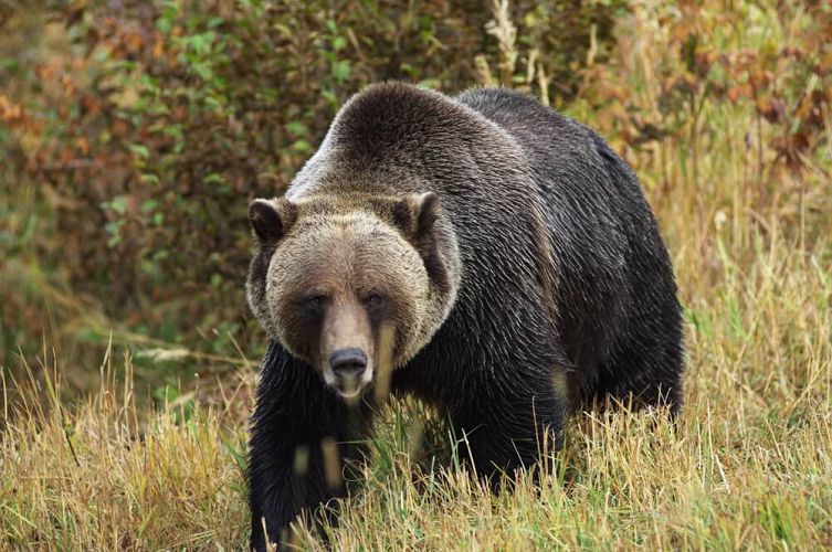 Как якутянка отразила нападение медведя