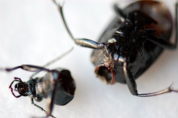 Учёные: чувствуют ли боль насекомые?