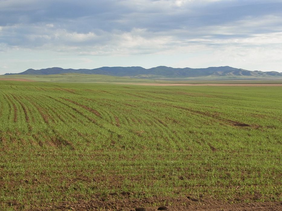 Учёные: в средневековой Монголии существовало развитое производство зерна