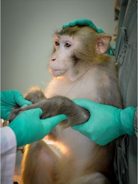 В Китае зафиксировали нехватку обезьян — их массово уничтожают в лабораториях