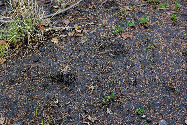 В Якутии оленевод выжил благодаря духам