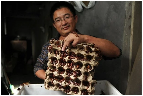 Китайские фермеры бросают свиноводство и переходят к таракановодству