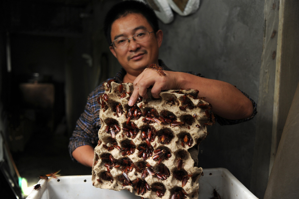 Cucarachas: ingrediente principal en poción curativa china.