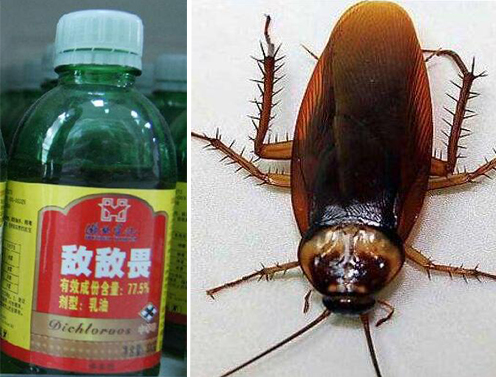 Люди погибают при обработке квартиры китайским средством от насекомых