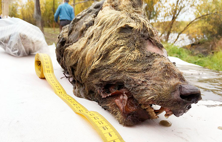 В Якутии из вечной мерзлоты извлекли голову волка, которой 40 тысяч лет