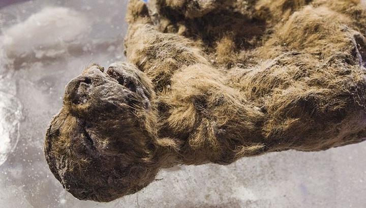 В Якутии из вечной мерзлоты извлекли голову волка, которой 40 тысяч лет