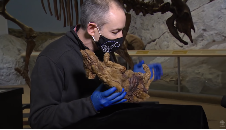 На Аляске нашли мумию волка возрастом 57 тысяч лет