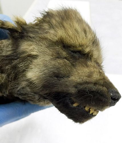 ​В Якутии нашли останки щенка, пролежавшего в вечной мерзлоте около 18 тысяч лет​