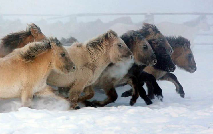 ​Определена генетическая преемственность древних монгольских лошадей