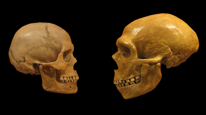 ДНК азиатов содержит на 20% больше «следов» неандертальцев, чем у европейцев 