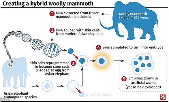 Возвращение мамонта в Сибирскую тундру? В Лондоне создается криобанк CryoArks. CRISPR