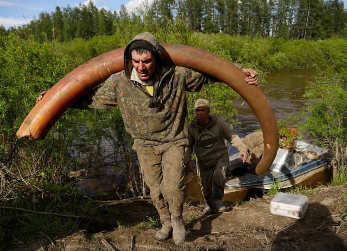 Власти Якутии хотят легализовать для населения добычу мамонтовой фауны