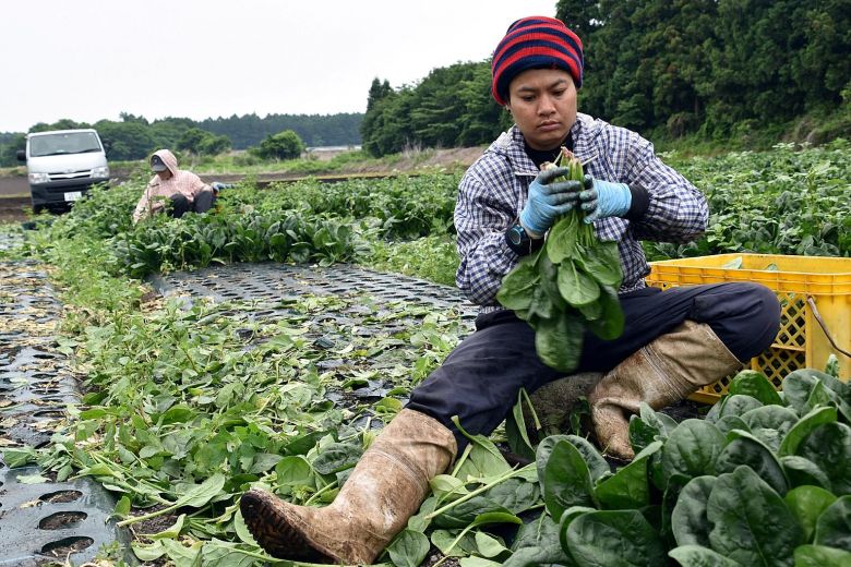 Япония примет более 500 000 иностранных трудовых мигрантов 