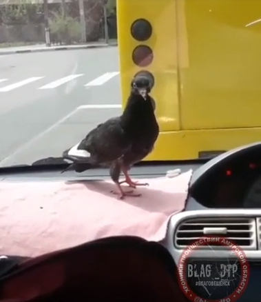 В Благовещенске таксист спас птенца голубя и теперь они неразлучны