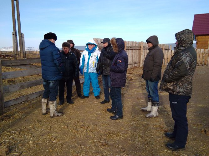 Казахстан вывезет из Бурятии 20 тыс. племенного КРС