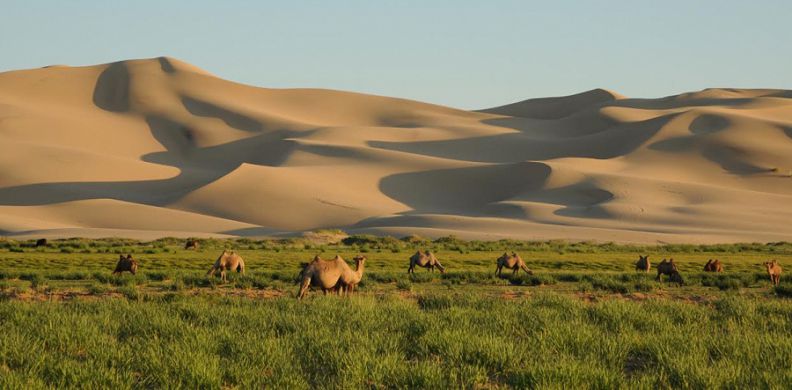 Монголия делает ставку на экспорт мяса и туризм