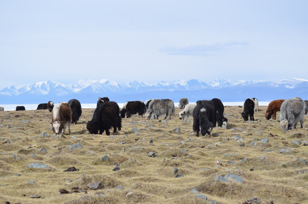 Монголия установила запрет восхождения на Мунку-Сардык до 30 мая