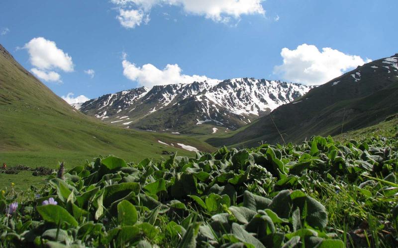 Сарт-калмаки в современном Кыргызстане