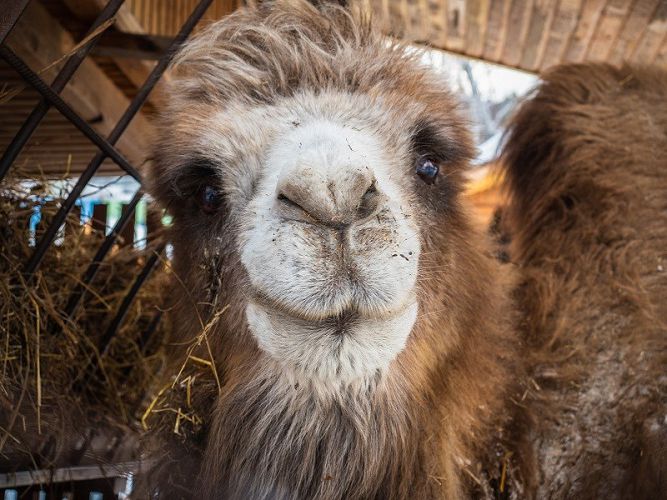 Историю любви двух верблюдов рассказали в красноярском зоопарке