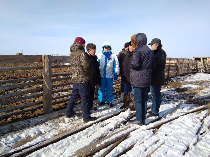Казахстан вывезет из Бурятии 20 тыс. племенного КРС