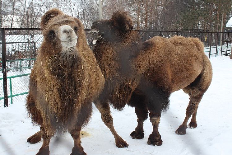 Историю любви двух верблюдов рассказали в красноярском зоопарке
