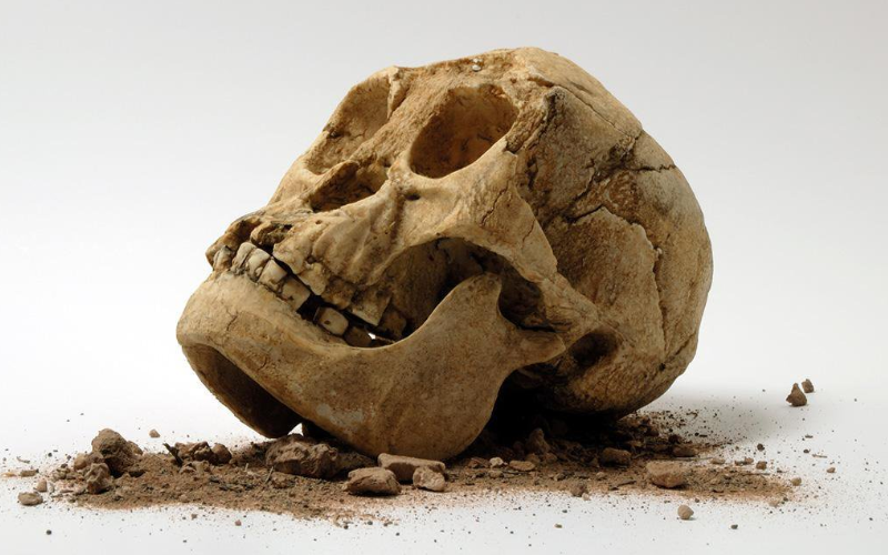 Найденный в Китае череп заставляет по-новому взглянуть на происхождение азиатов