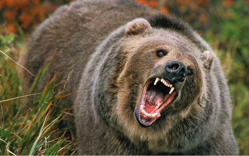 Тувинец выжил в схватке с медведем