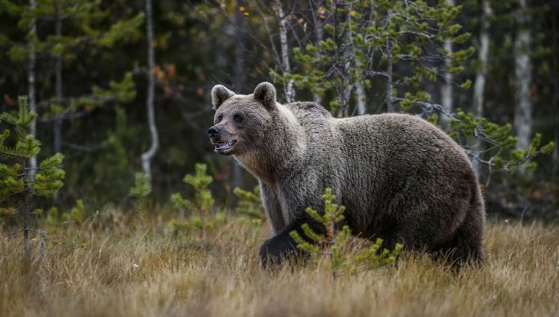 Как якутянка отразила нападение медведя