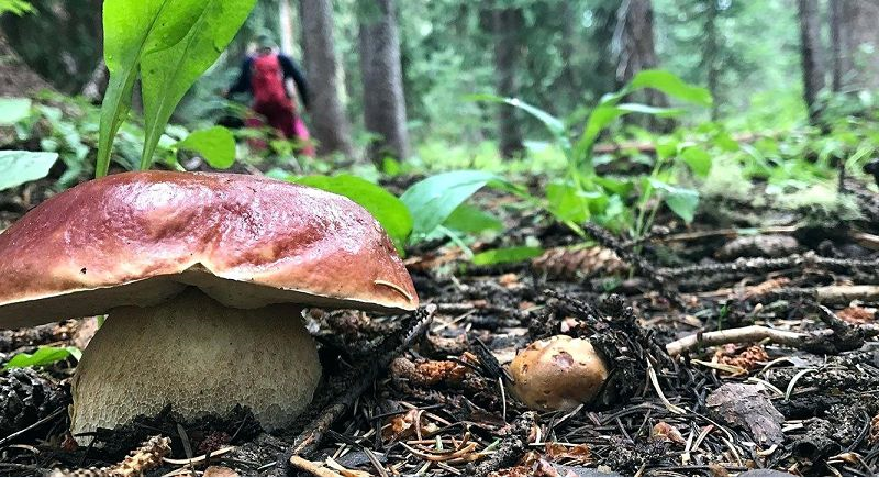 Скрывавшую грибные места пенсионерку нашли в лесу через шесть дней