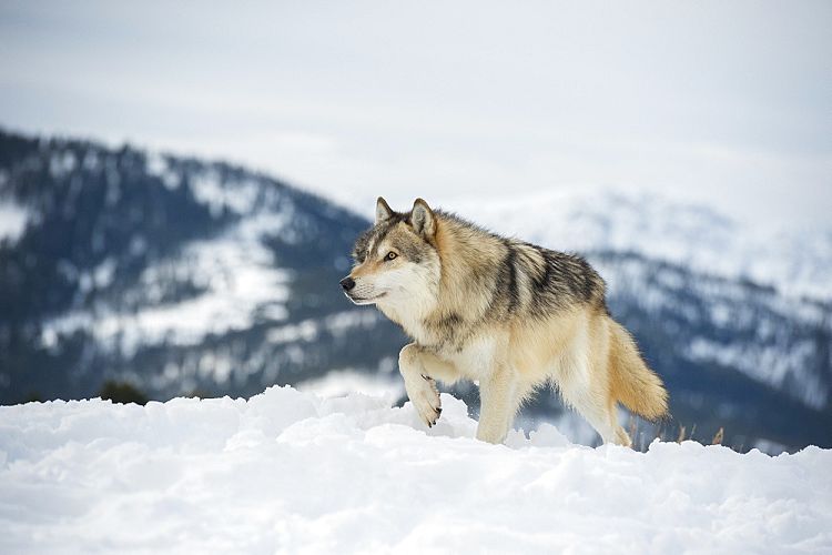 Самец монгольского волка удивил учёных