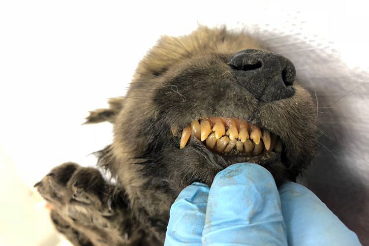 ​В Якутии нашли останки щенка, пролежавшего в вечной мерзлоте около 18 тысяч лет​