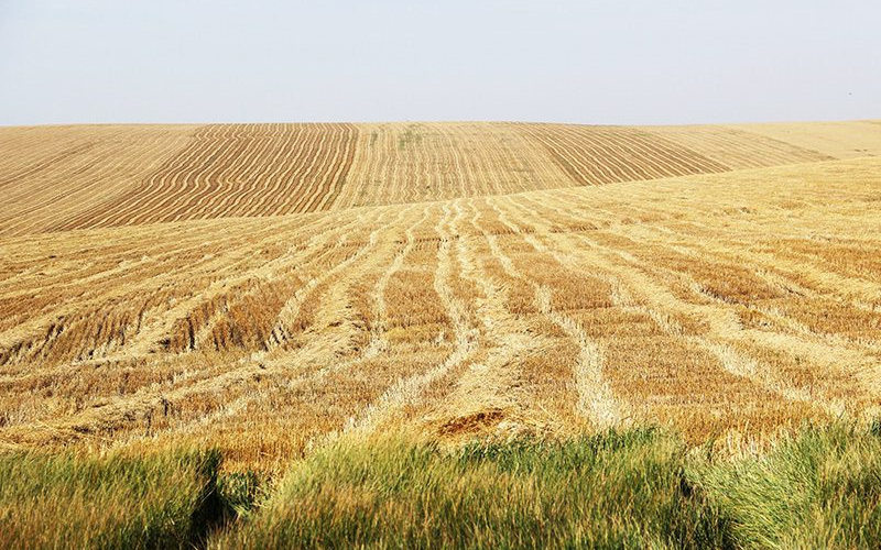 Забайкальским аграриям будут возмещать до 90% затрат за освоение заброшенных земель