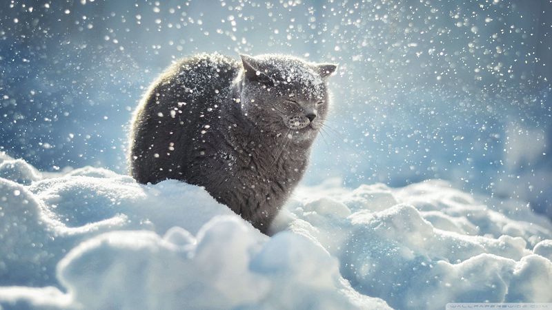 ​Российские инженеры подарили кошке новые лапки (ВИДЕО)