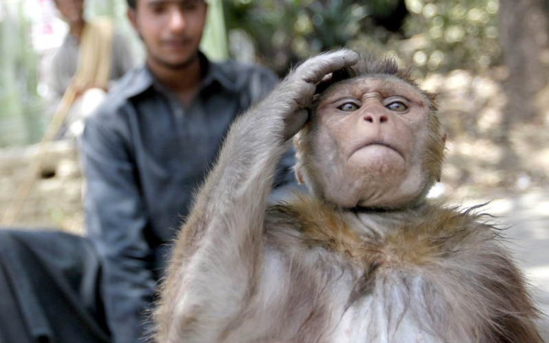 ​В Индии обезьяны похитили образцы крови носителей COVID-19: медики опасаются серьёзных последствий