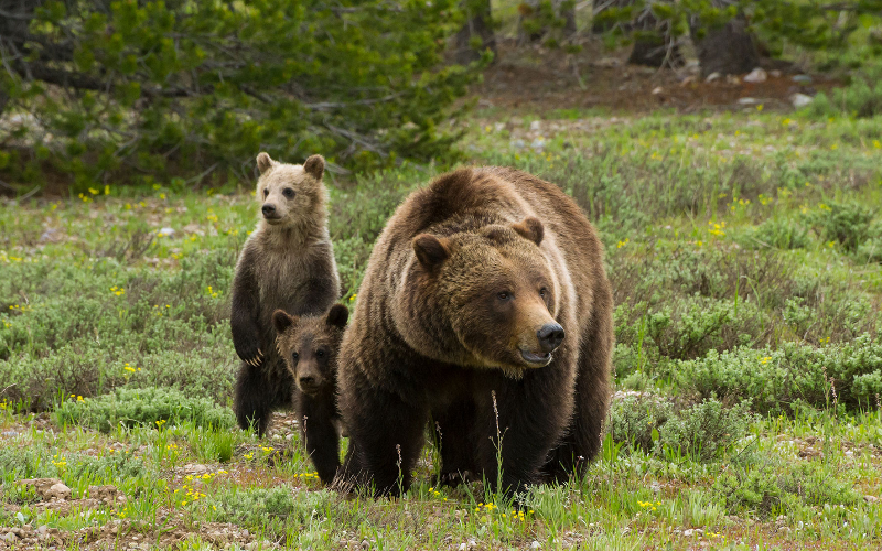 Хороший медведь видео. Медведи Гризли Йеллоустоун. Йеллоустоун парк Гризли. Северная Америка медведь Гризли.